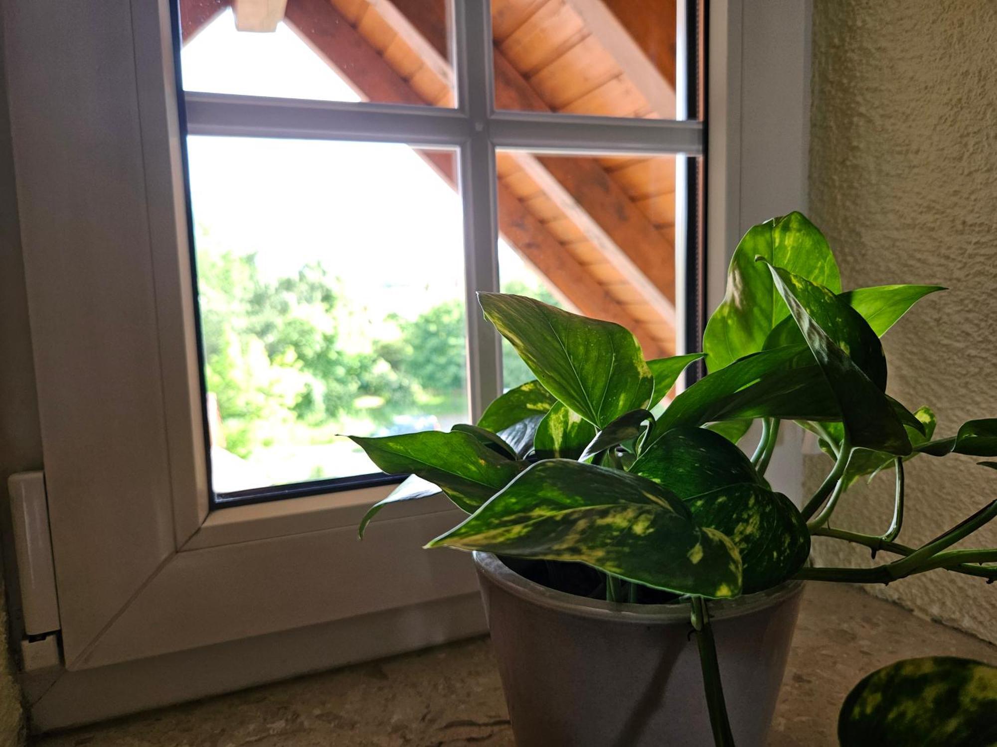 Service Appartement Weigl Nittenau Exteriör bild